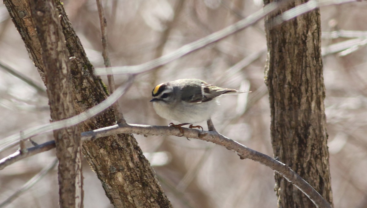 Golden-crowned Kinglet - ML93517691