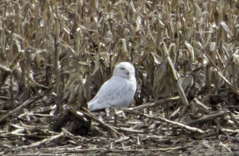 Белая сова - ML93519941