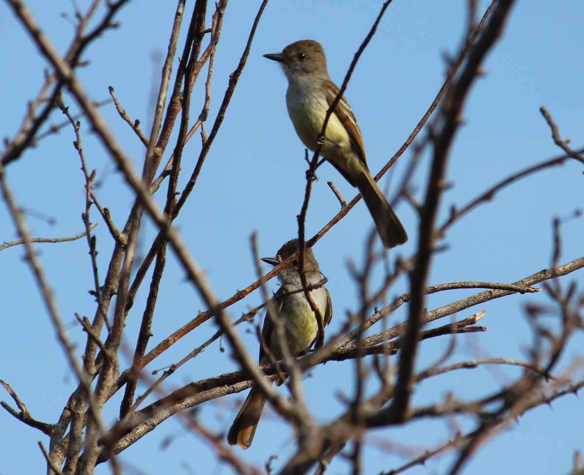 Nutting's Flycatcher - ML93521381