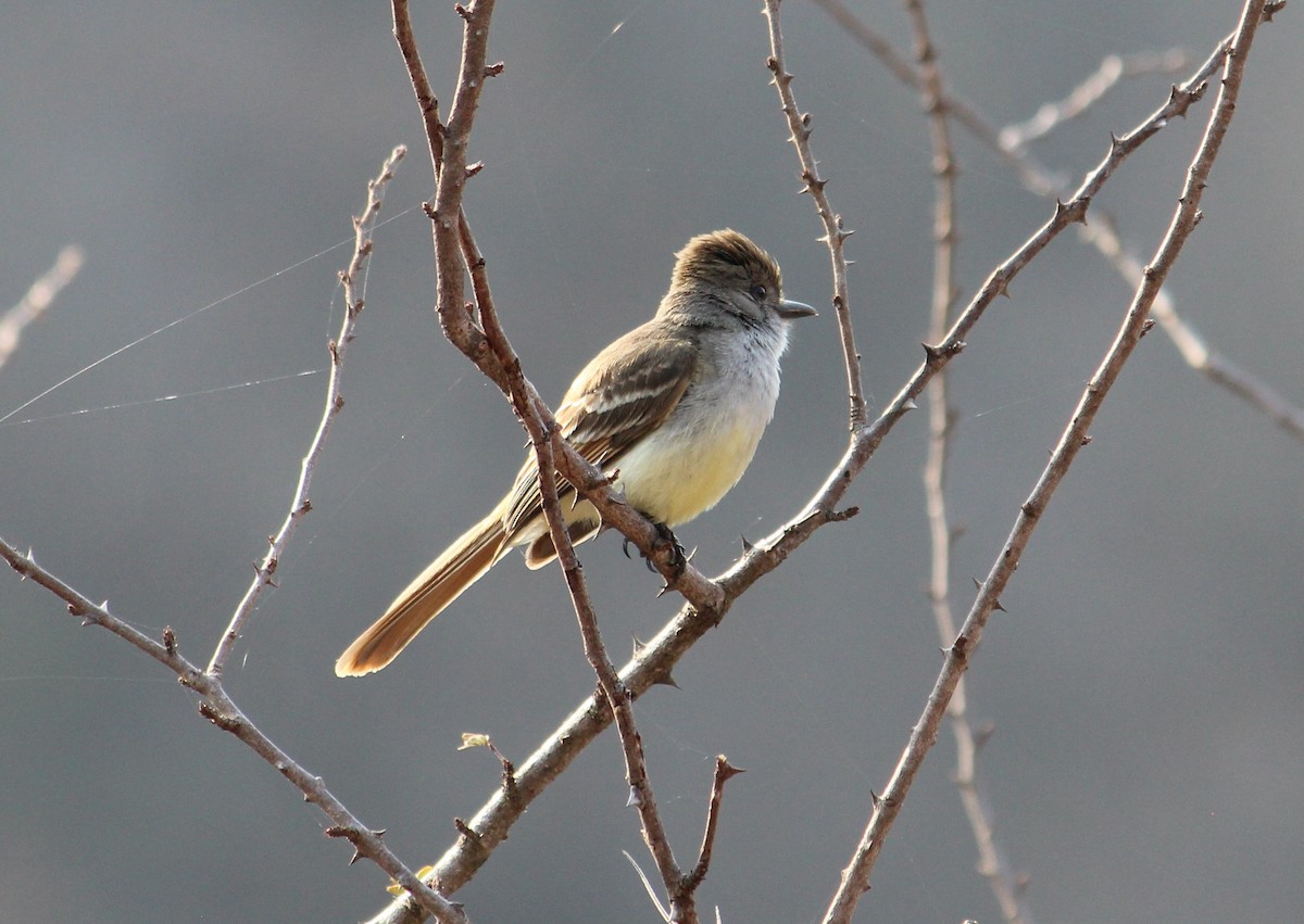 Nutting's Flycatcher - ML93521421