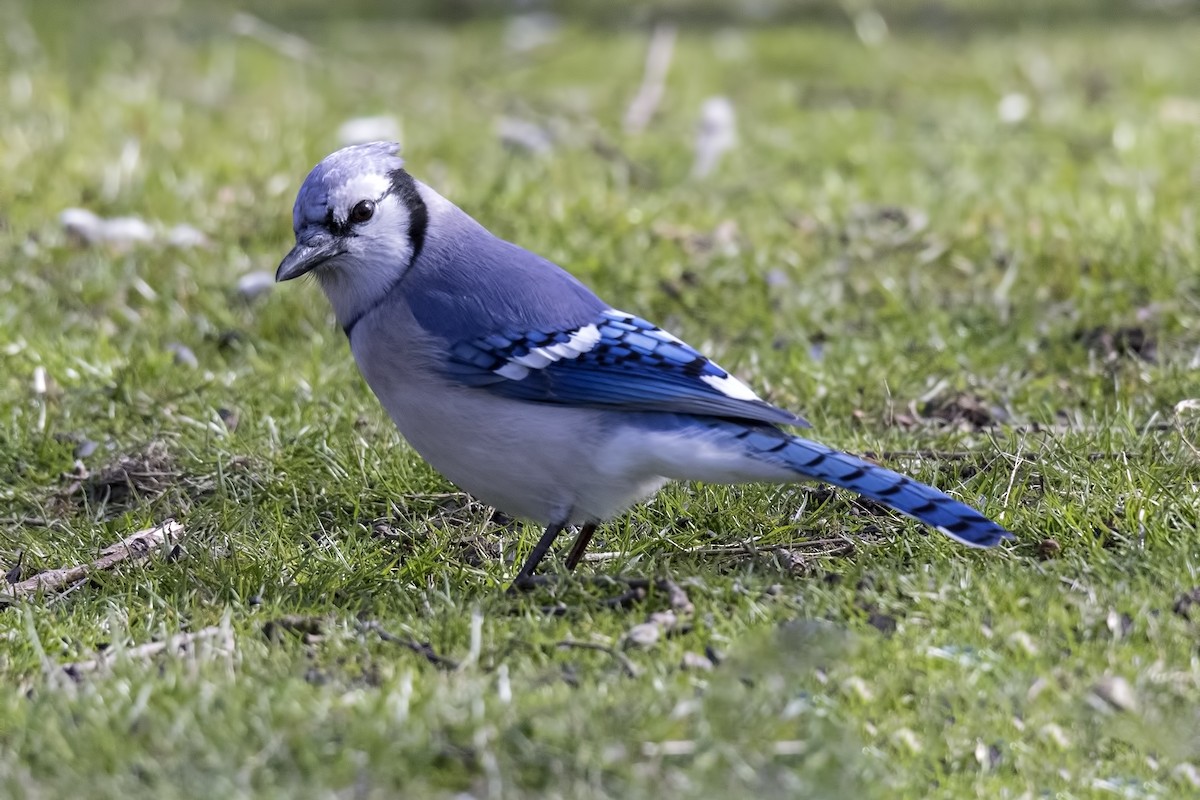 Blue Jay - ML93521801