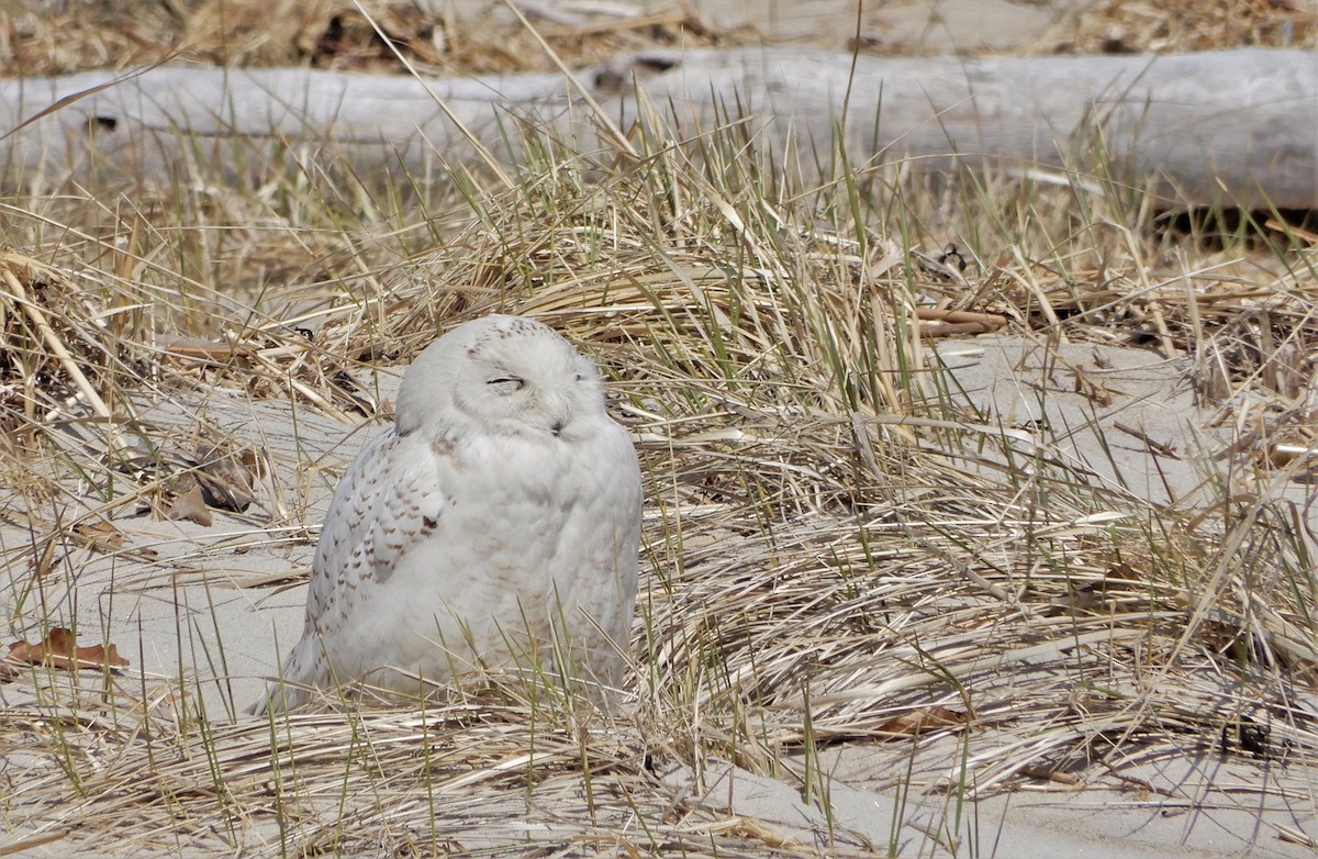 Snowy Owl - ML93522531