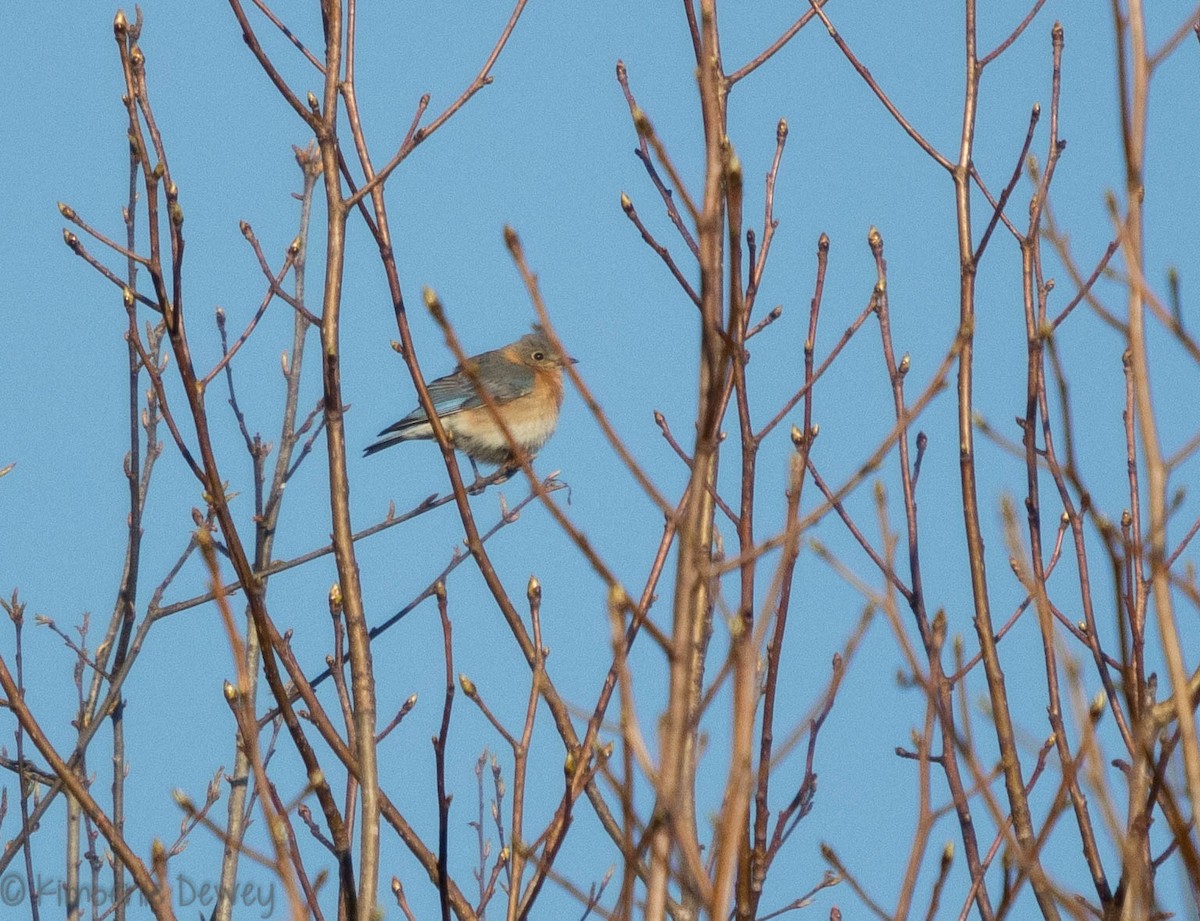 Eastern Bluebird - ML93522721