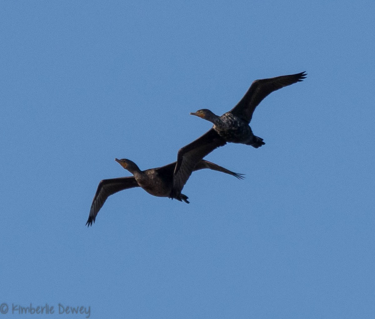 Double-crested Cormorant - ML93522841