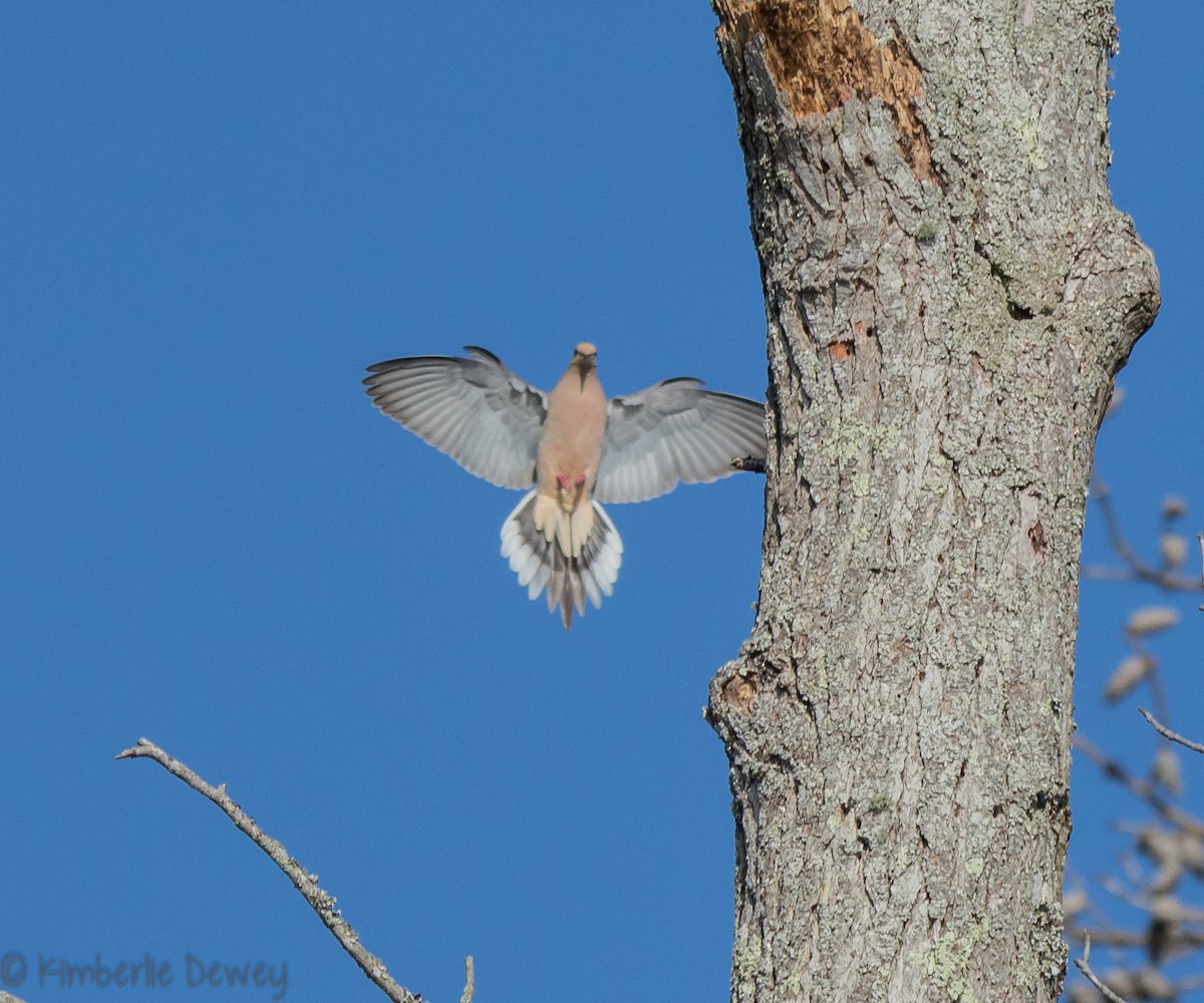Mourning Dove - ML93523061