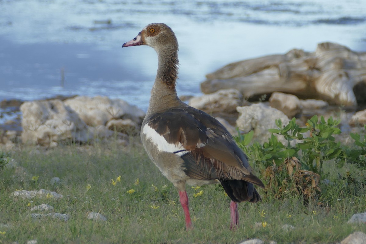 Egyptian Goose - ML93523171