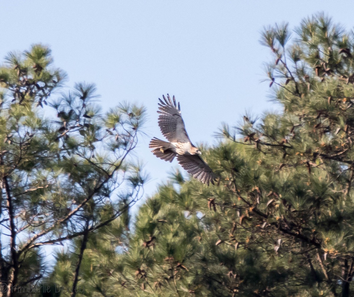 Red-tailed Hawk - ML93524061