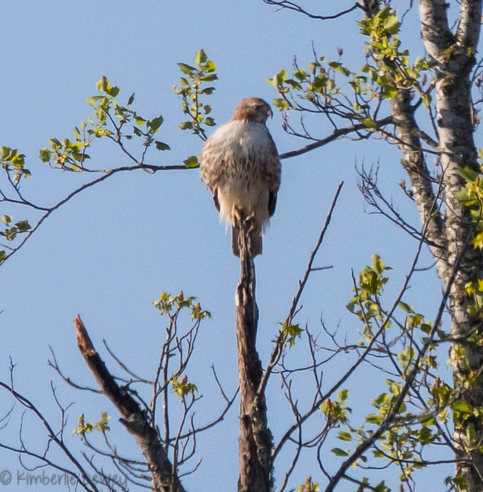 Red-tailed Hawk - ML93524101