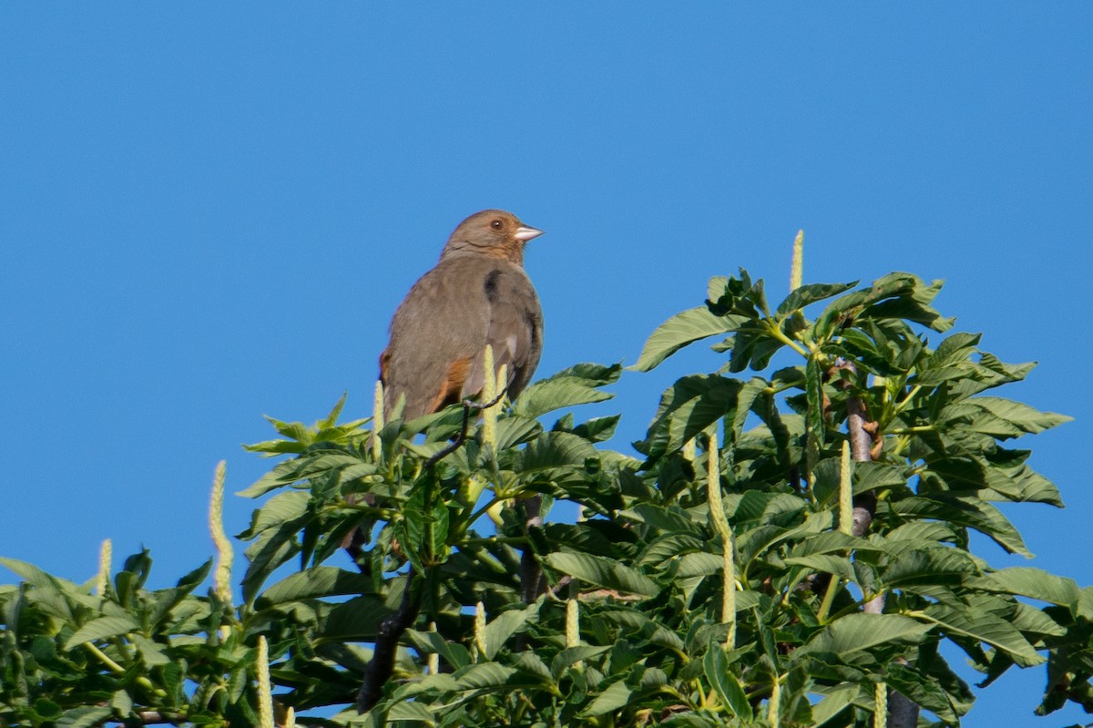 California Towhee - ML93525771