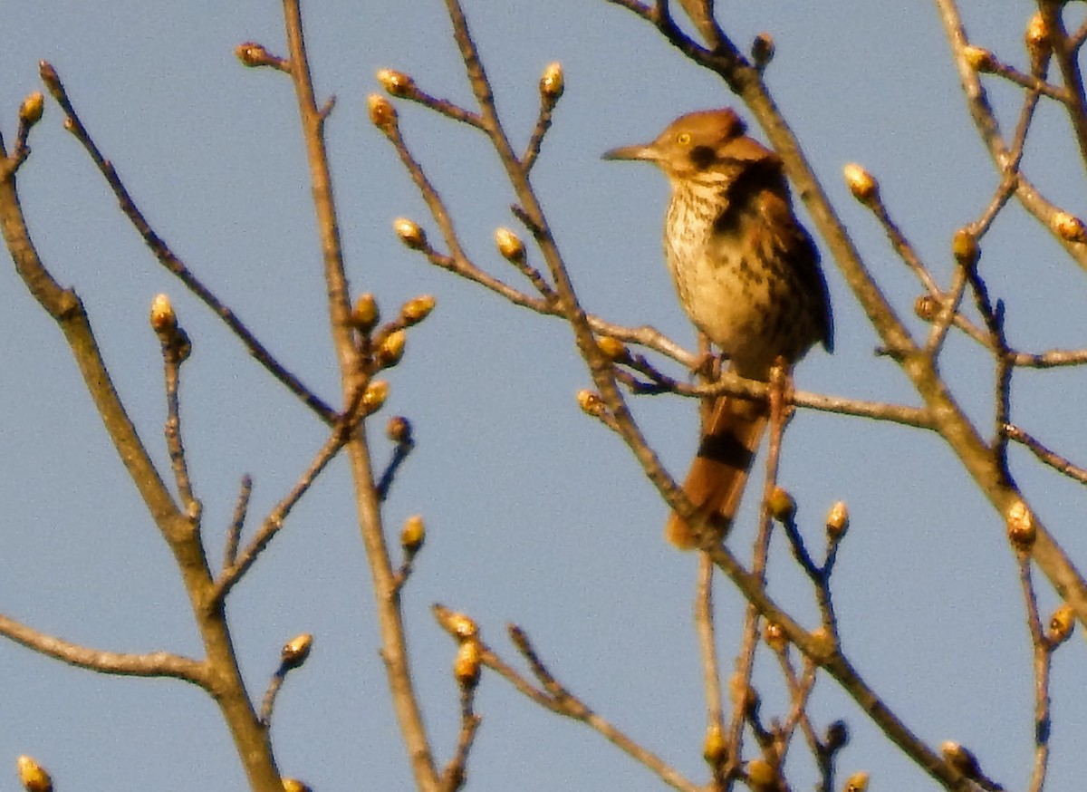 Brown Thrasher - ML93526301