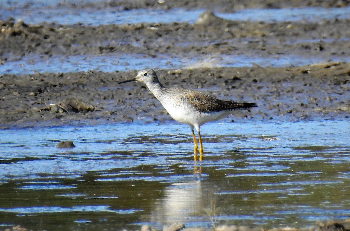 Lesser Yellowlegs - ML93527801