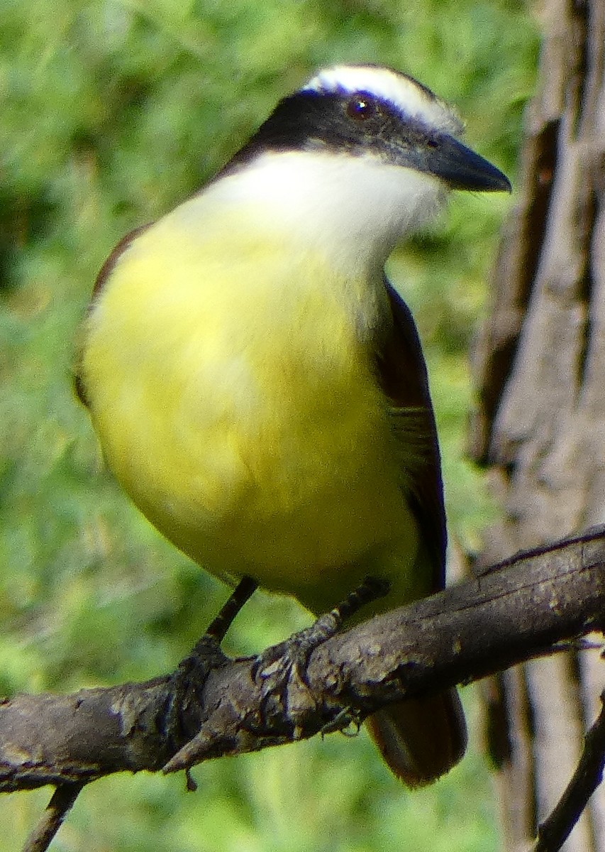 Great Kiskadee - Joe Minor