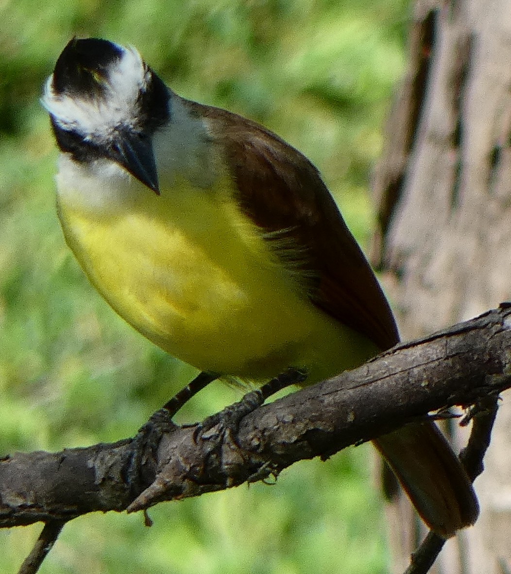 Great Kiskadee - ML93531551