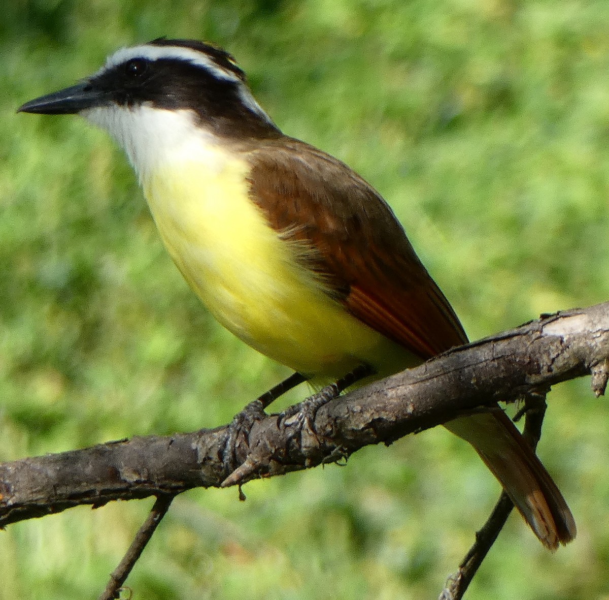 Great Kiskadee - ML93531571