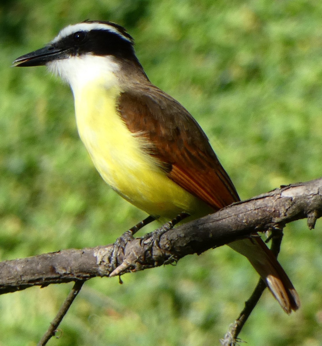 Great Kiskadee - ML93531581