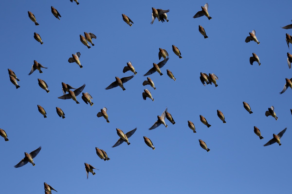 Cedar Waxwing - Jay McGowan