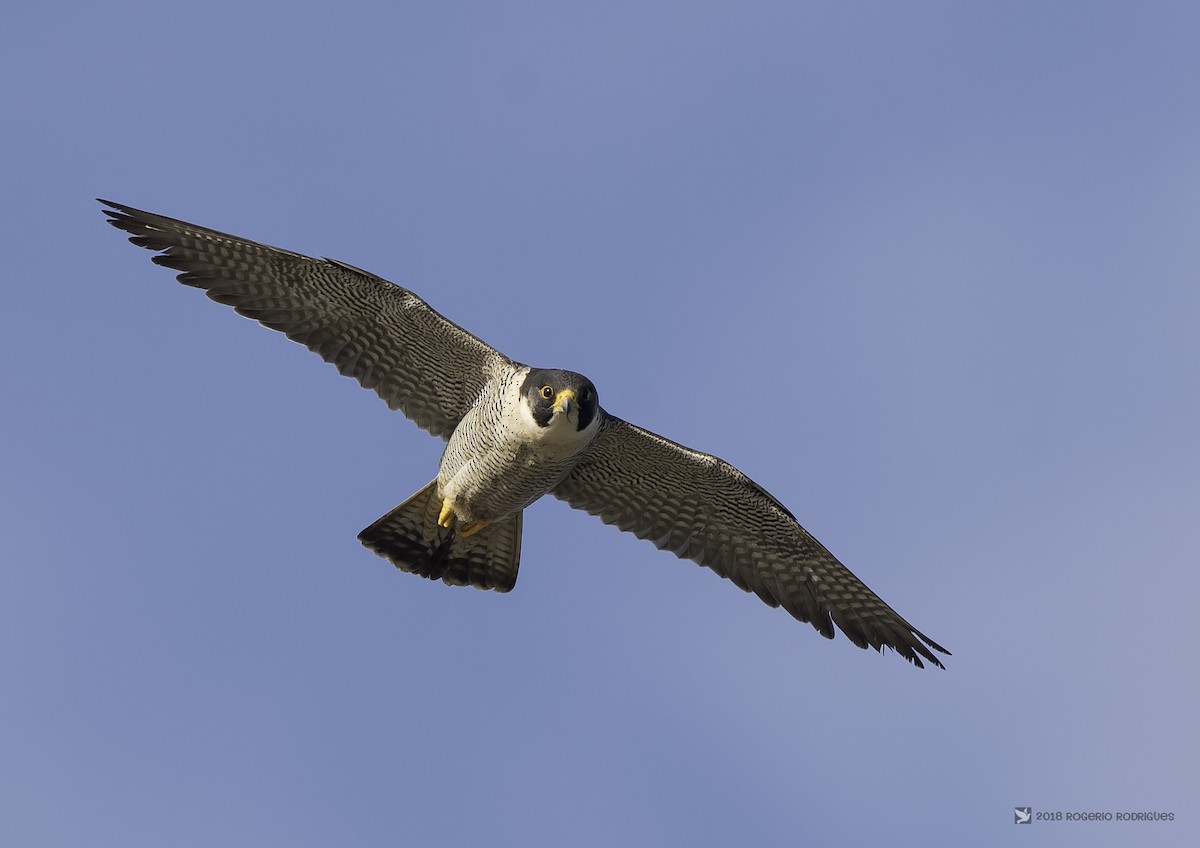 Peregrine Falcon - Rogério Rodrigues
