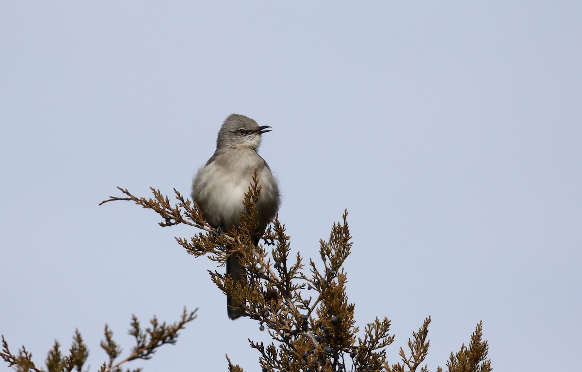 Northern Mockingbird - ML93536301