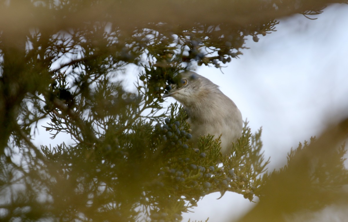 Northern Mockingbird - ML93536511