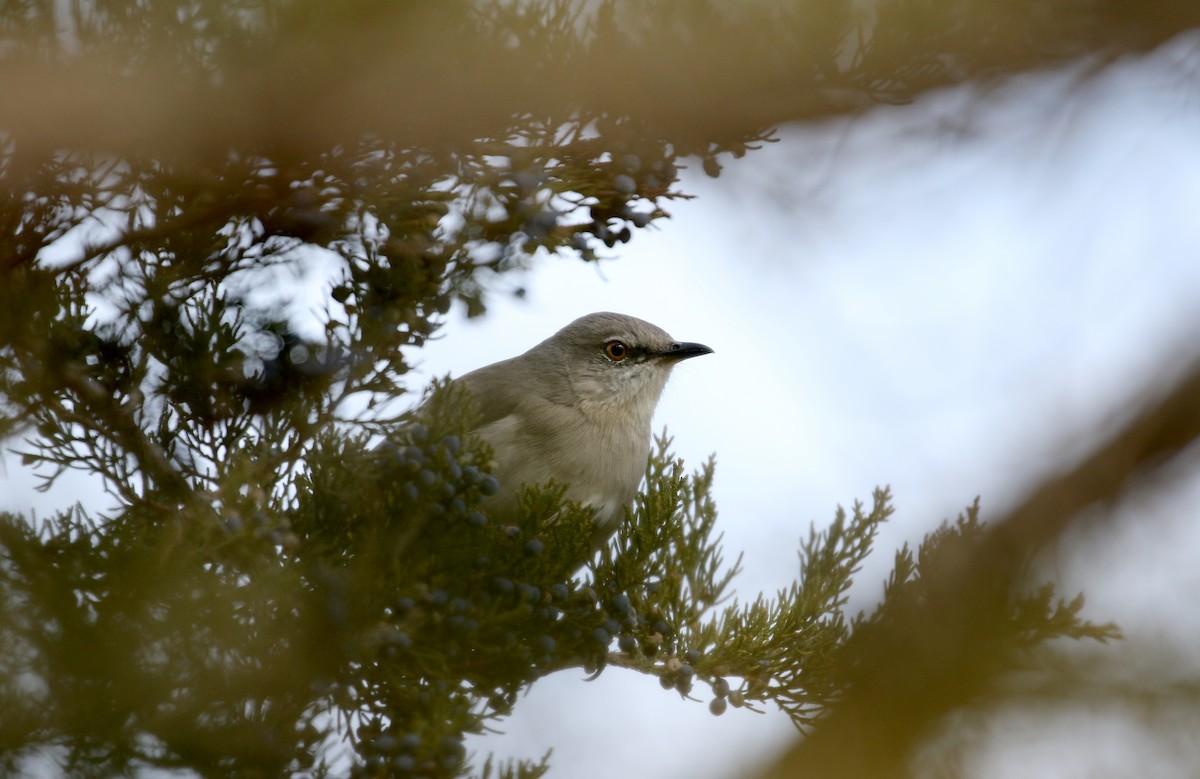 Northern Mockingbird - ML93536541