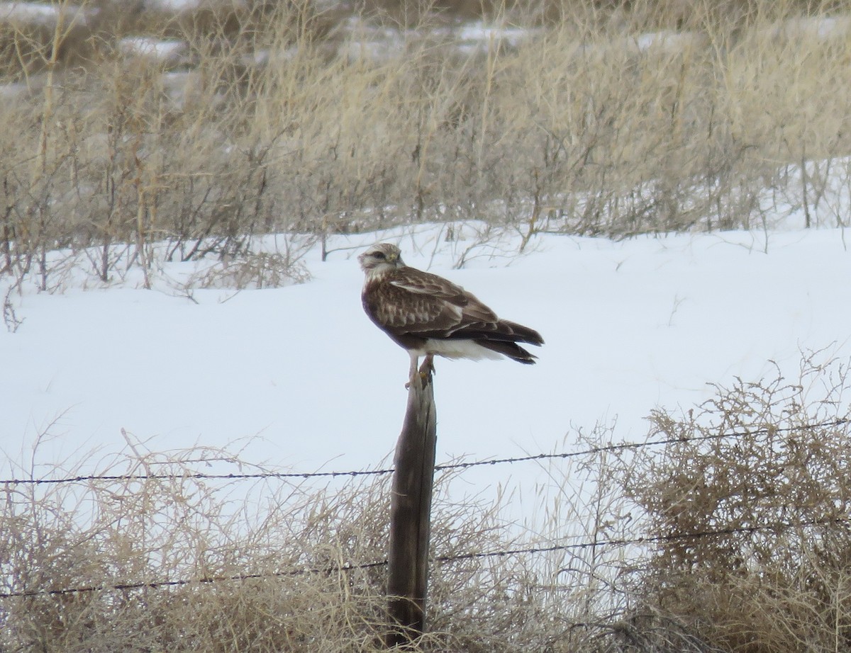 Rough-legged Hawk - ML93536981