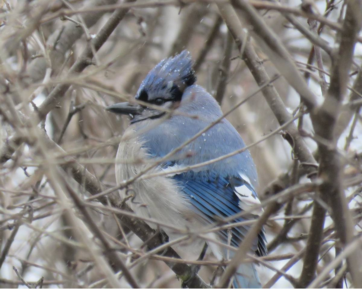 Blue Jay - ML93537181
