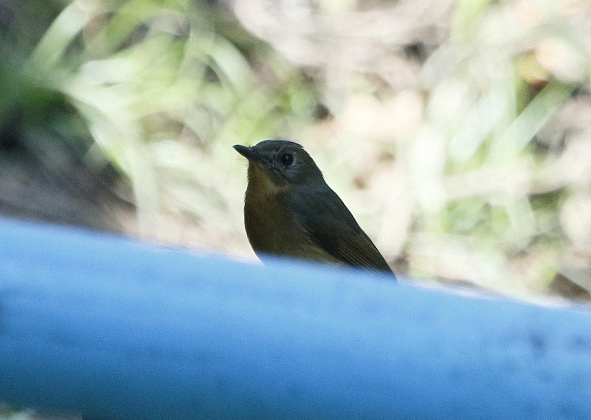 Taiga Flycatcher - Adam Byrne