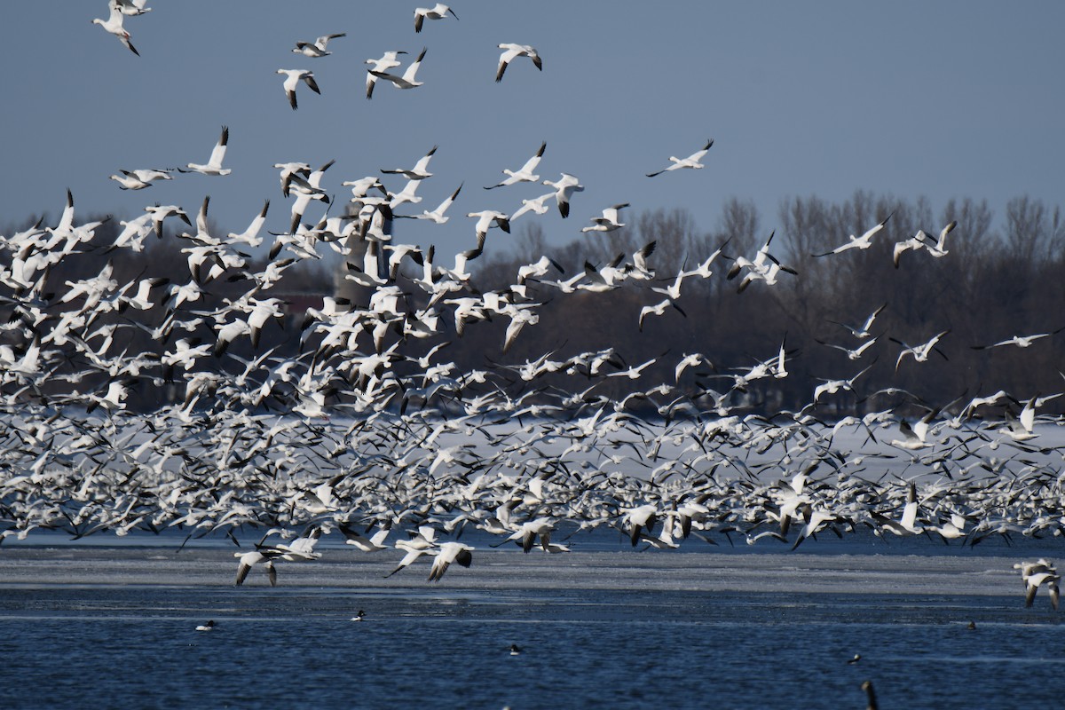 Snow Goose - ML93539721