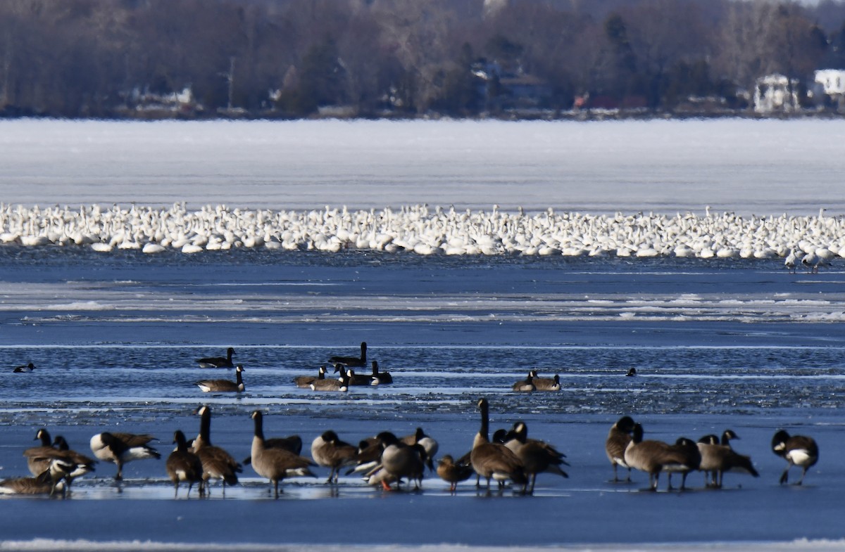 Canada Goose - ML93539741