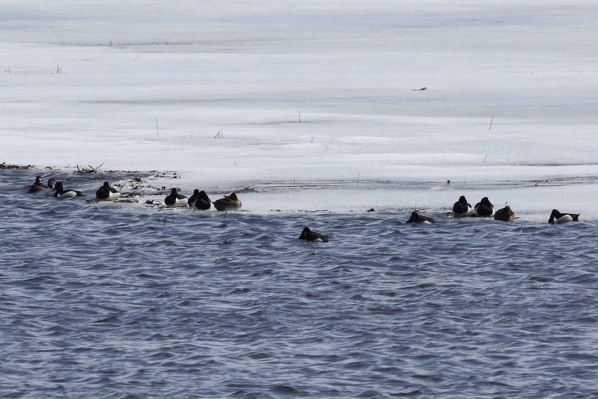 Ring-necked Duck - ML93540251