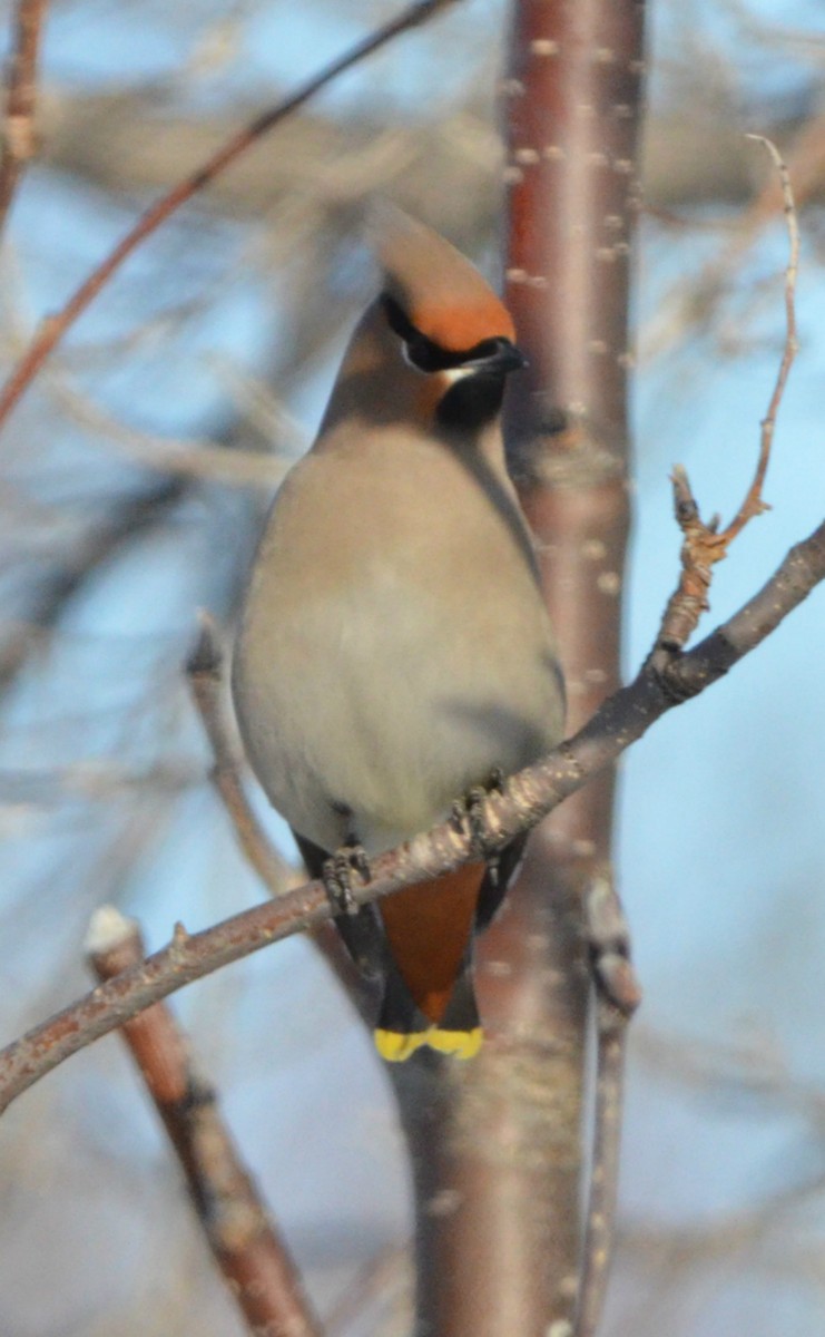 Bohemian Waxwing - ML93540461