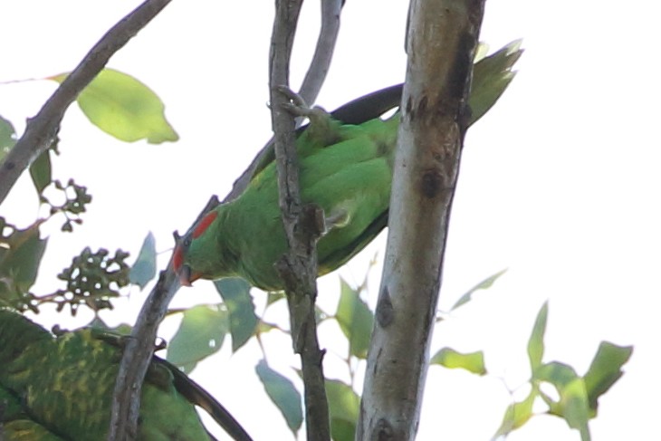 Musk Lorikeet - ML93540571