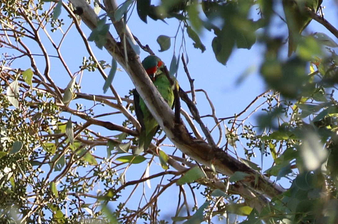 Musk Lorikeet - ML93540601