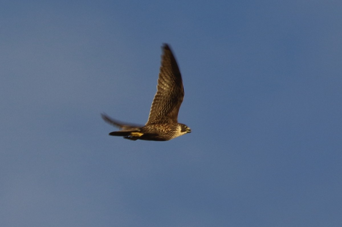 Peregrine Falcon - Richard Fuller