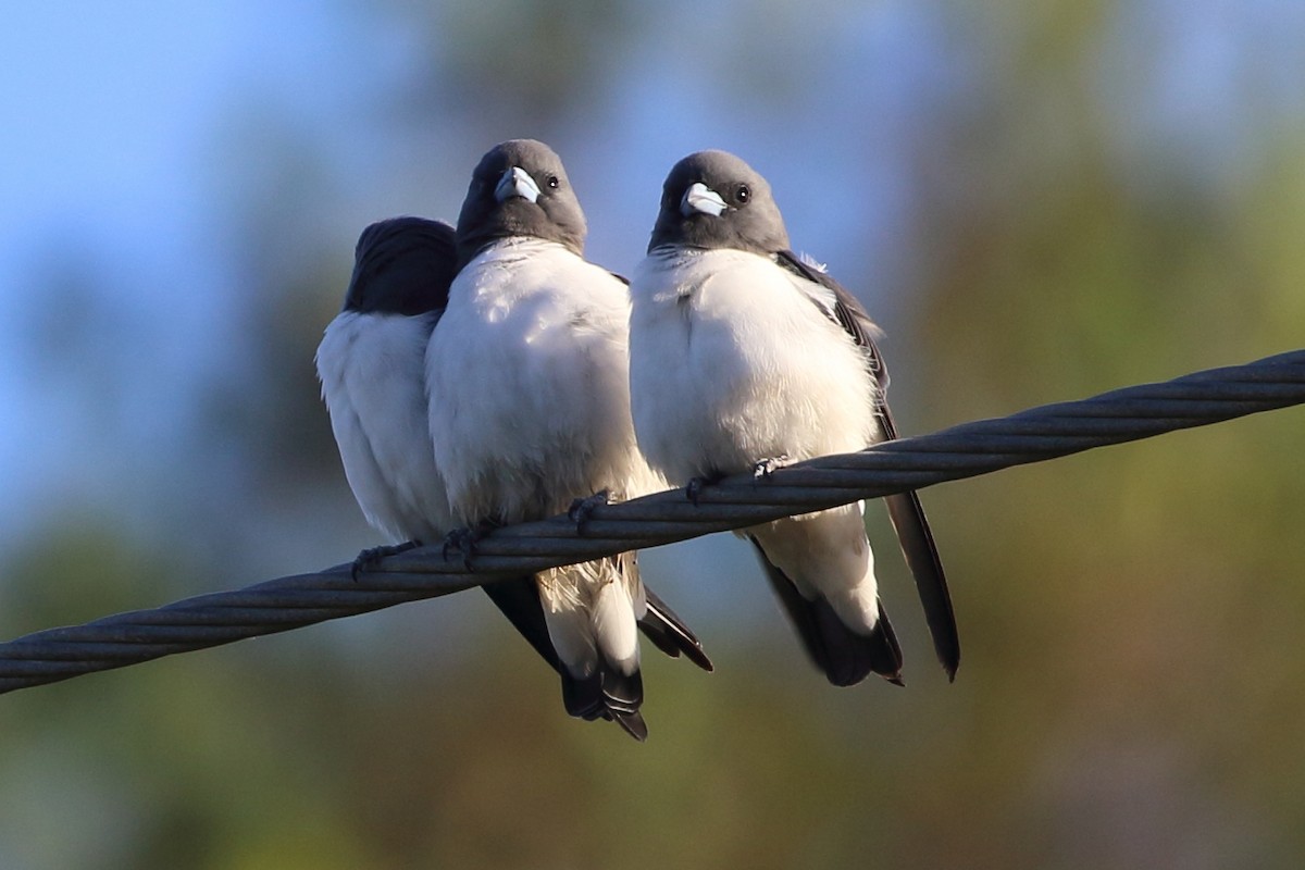 White-breasted Woodswallow - ML93541151