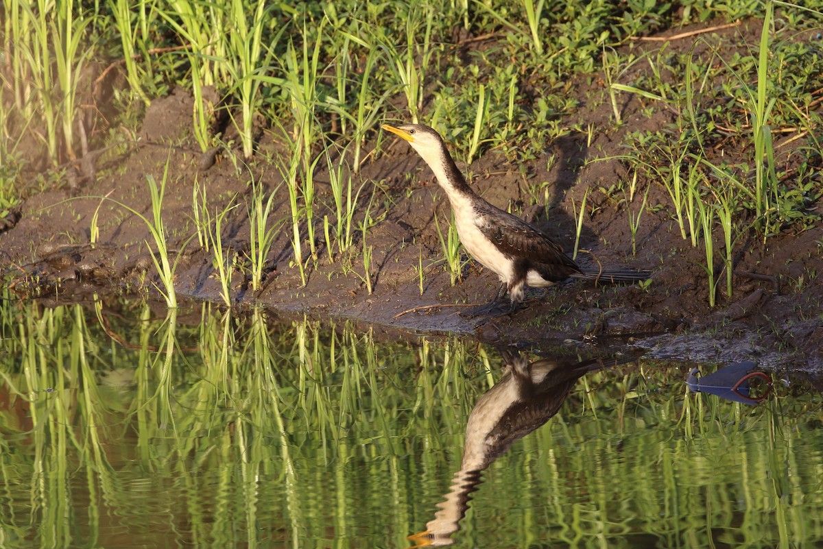 Little Pied Cormorant - ML93541191