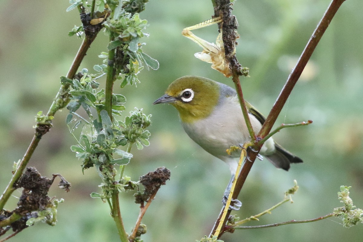 Silvereye - ML93541211