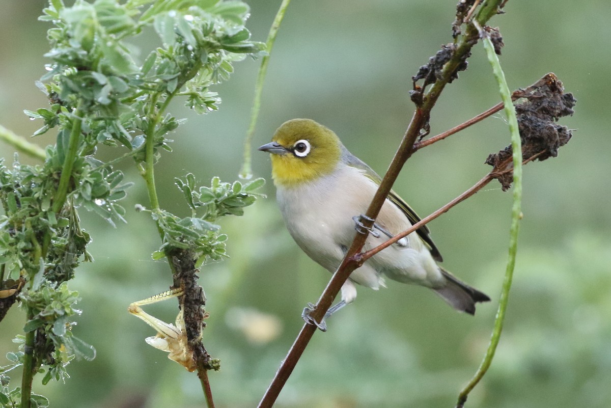 Zostérops à dos gris - ML93541221