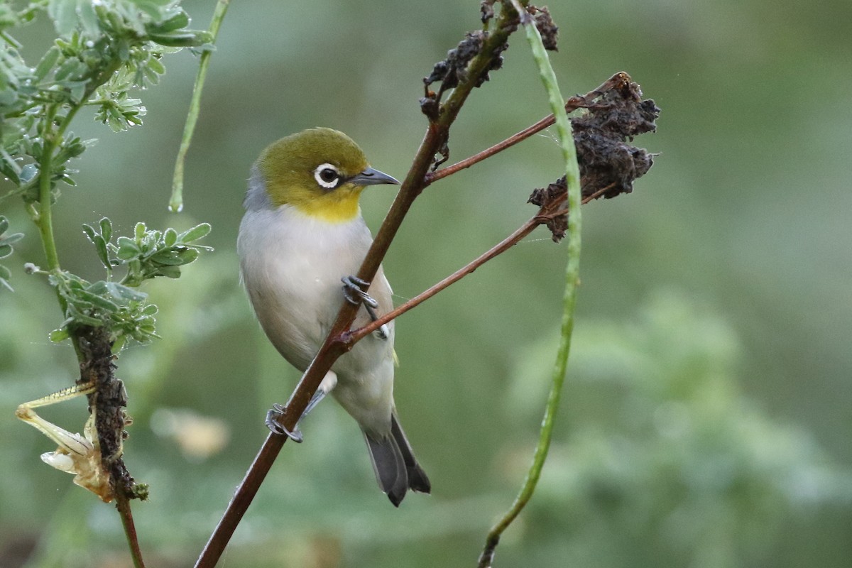 Silvereye - ML93541241