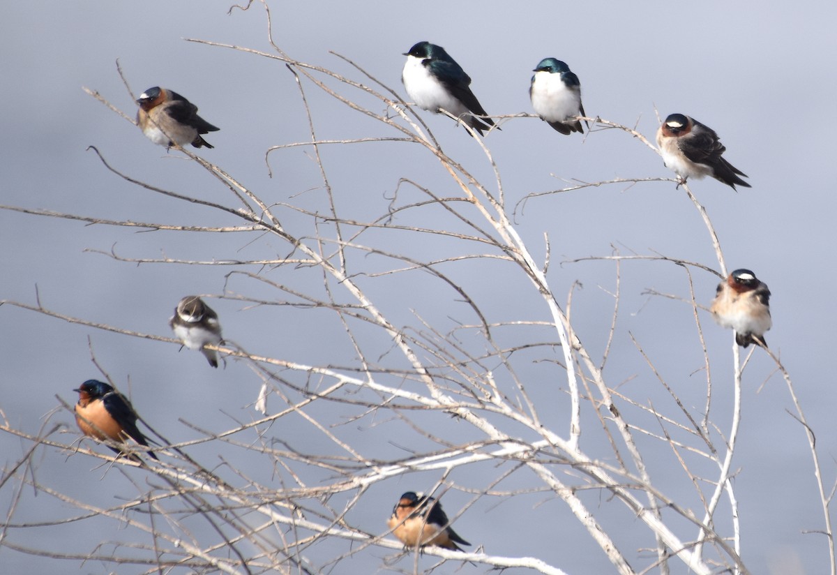 Barn Swallow - ML93541521