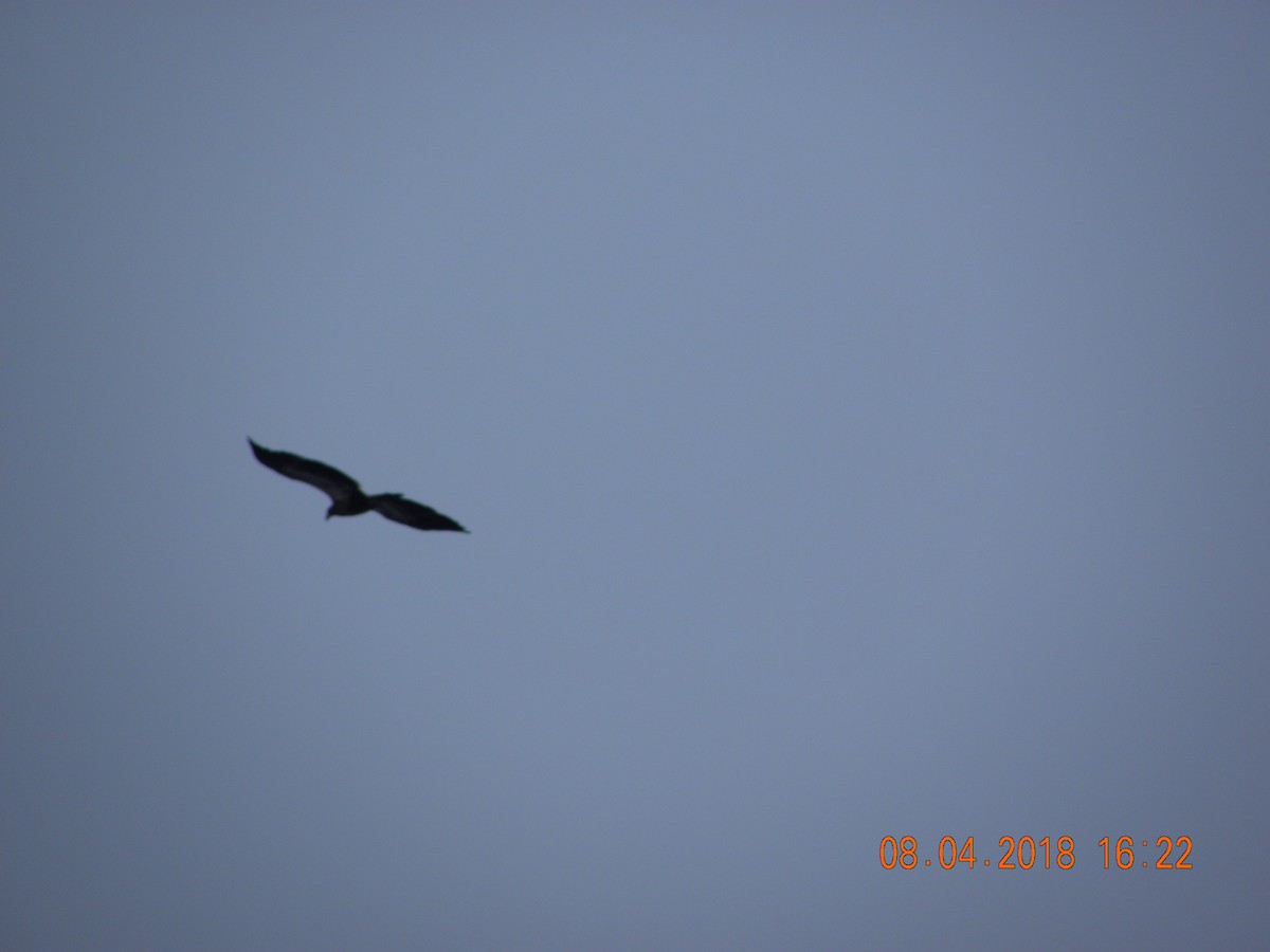 Bald Eagle - ML93542251