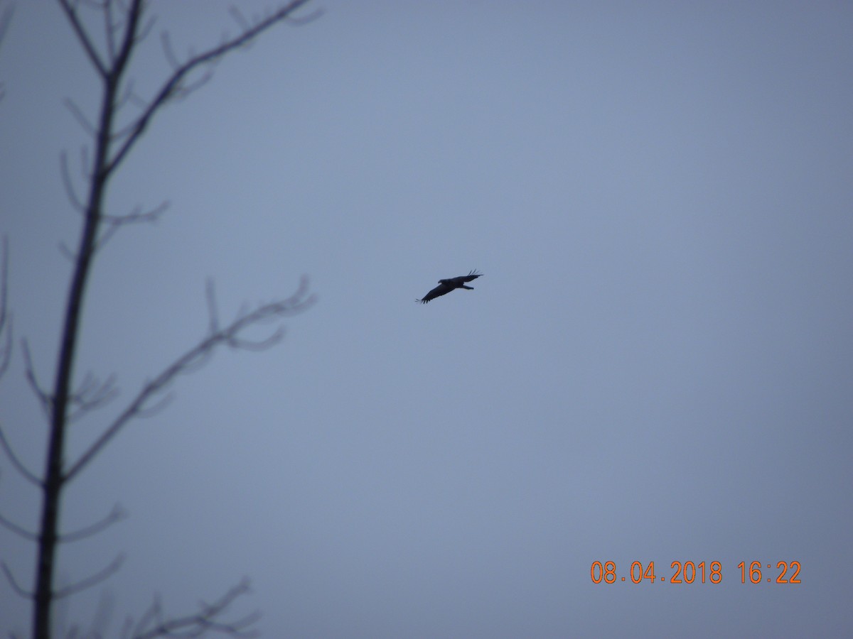 Bald Eagle - ML93542361
