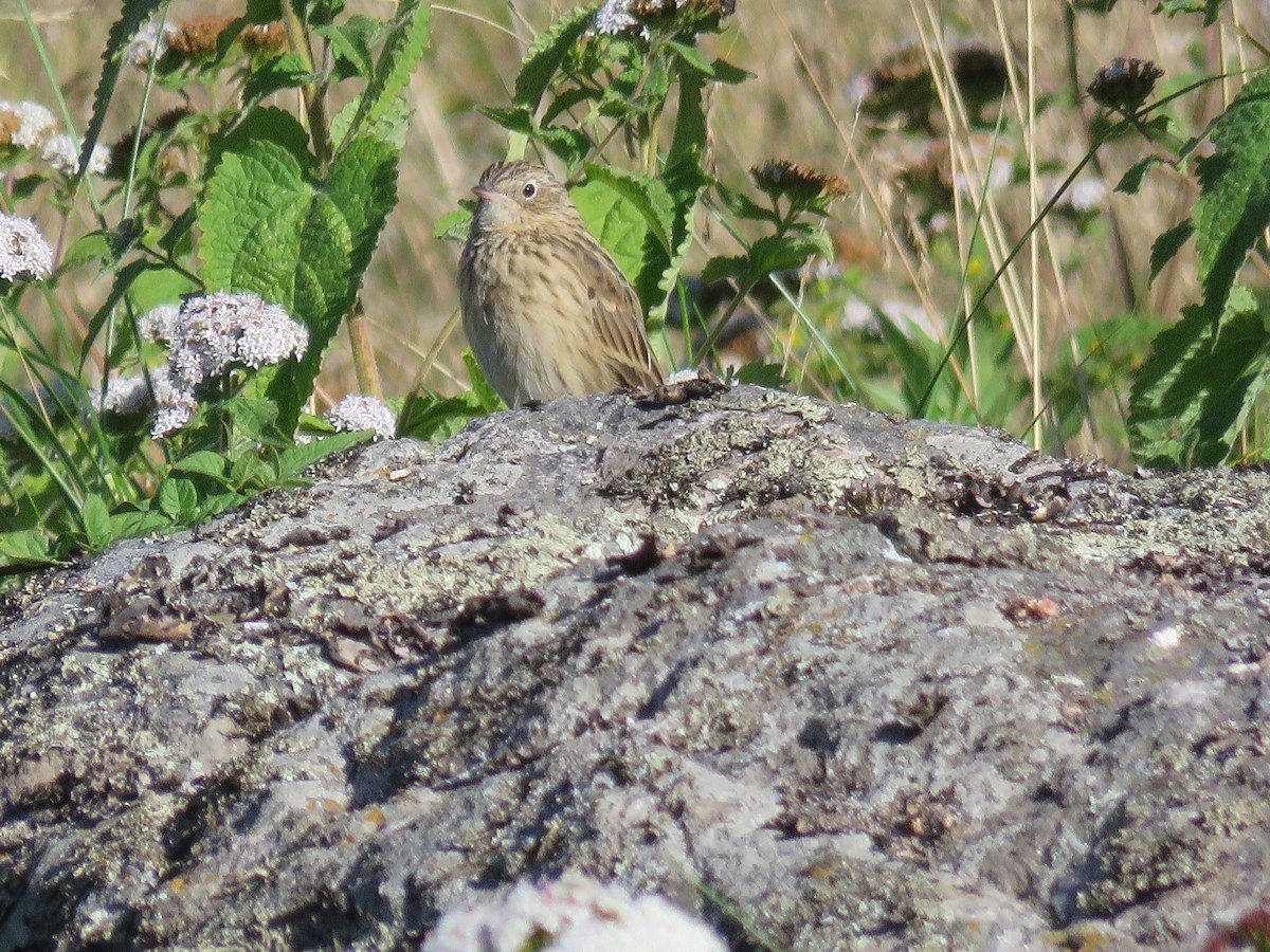 Hellmayr's Pipit - ML93546211