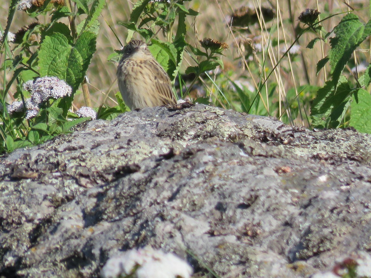 Hellmayr's Pipit - ML93546221