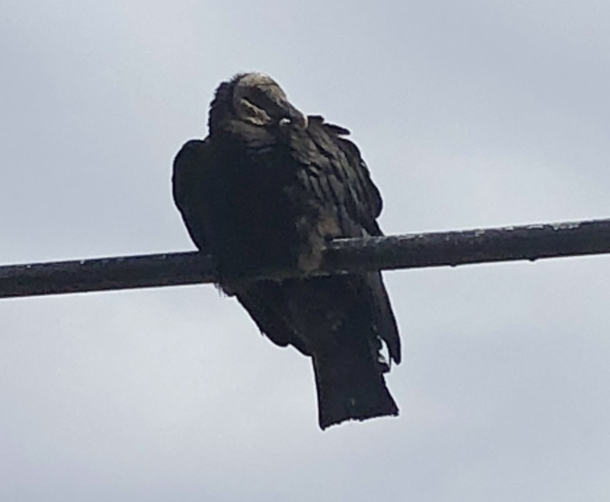 Black Vulture - ML93548211