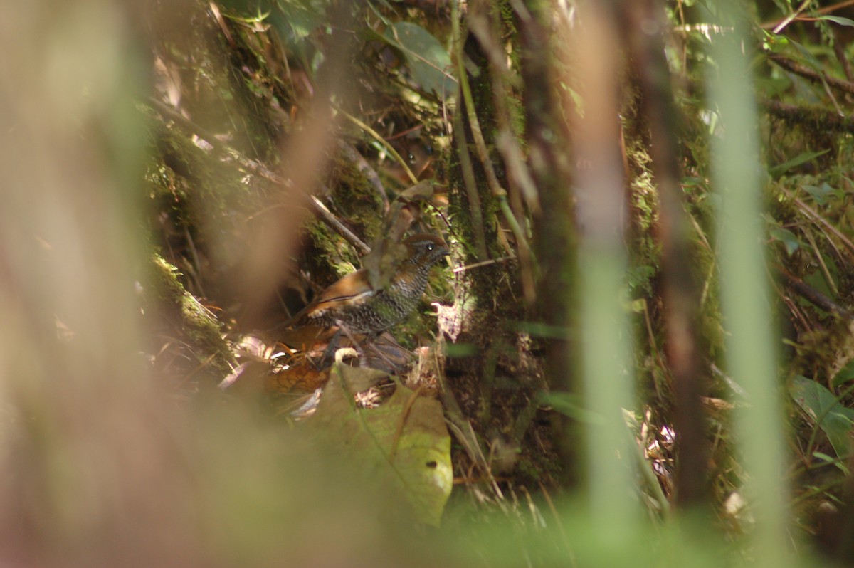 Barred Antthrush - ML93548861