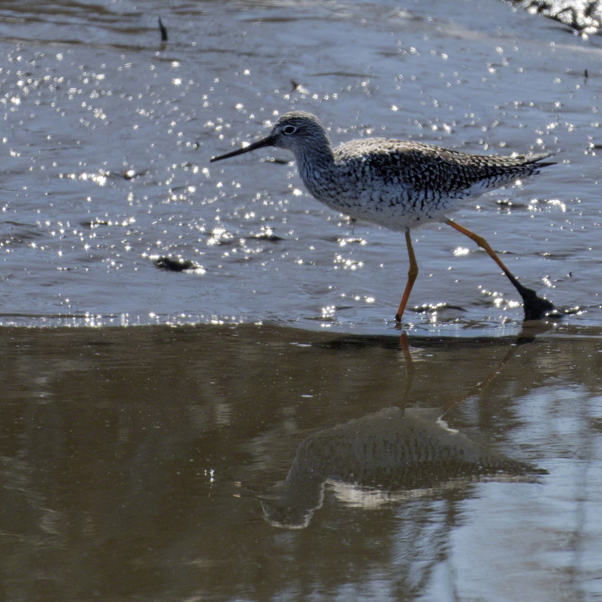 Greater Yellowlegs - ML93549471