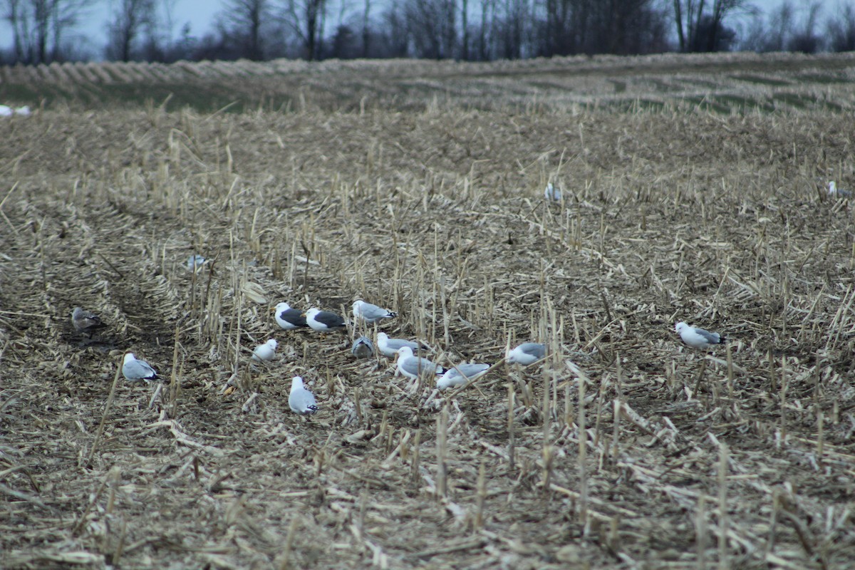 Lesser Black-backed Gull - ML93549871