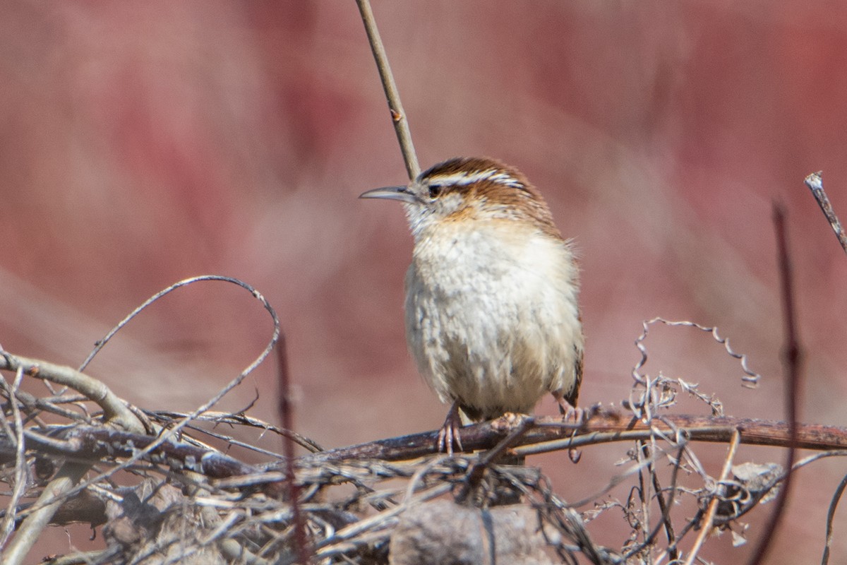 Carolina Wren - Sue Barth