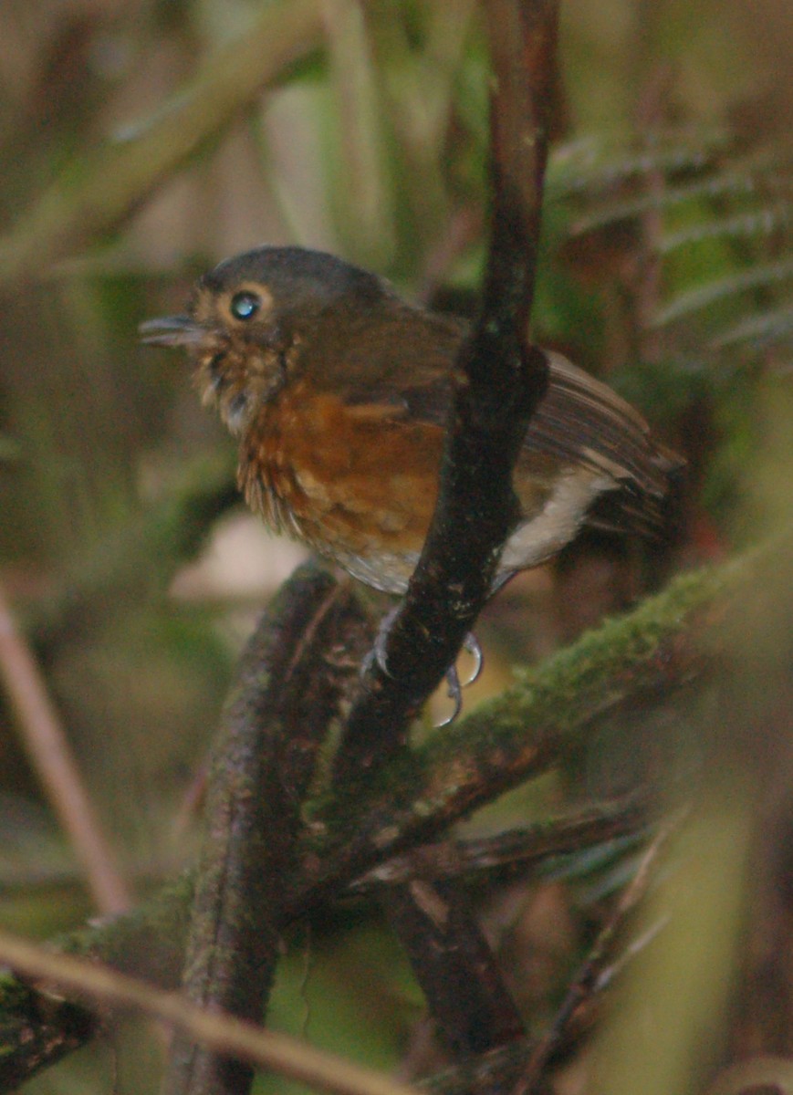 Slate-crowned Antpitta (Slate-crowned) - ML93551451